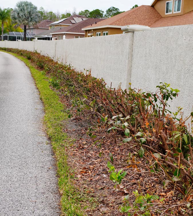 Pathway with trimmed hedges and grass